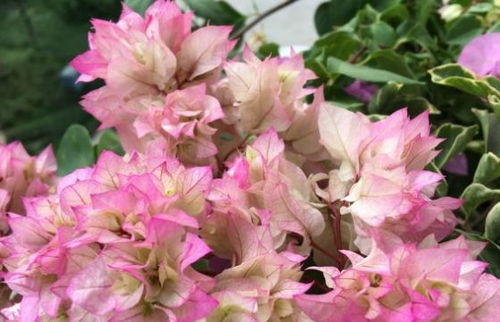 冬季养护，平安过冬