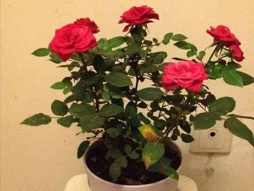 秘技一：浇水要讲究方法