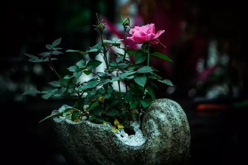 先来聊聊浪漫比克月季， 这可是我的心头好