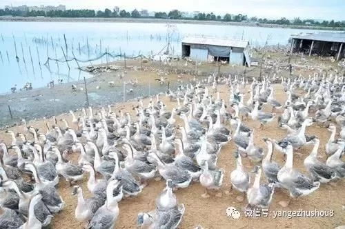 请问在哪个地区有专门生产鹅饲料的厂家？