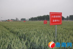 防治小麦分条锈病的措施