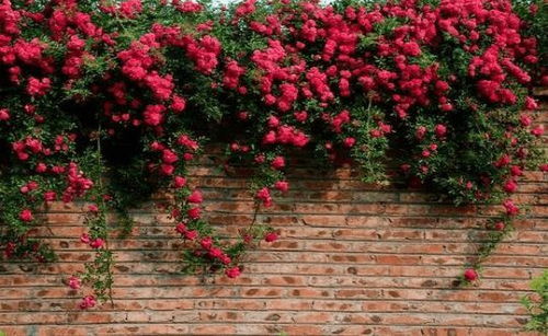 木香花的小秘密