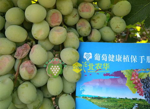 阿米西达，保护神也