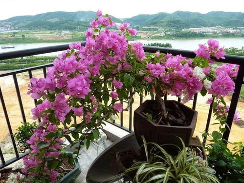 米兰刚开花，如何科学养护才能延长花期