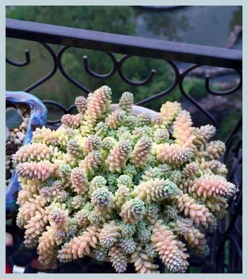 零下开花的五大狠角色