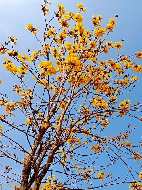 为何这些植物选择在春天开花