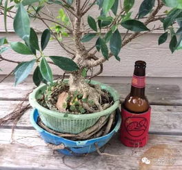 松树苗培育方法：耐心与细心的结合