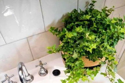 耐阴又平安的绿植， 是教室的首选