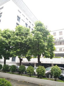 广州市路边种植的树木品种