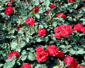 冬春移植， Zui佳选择