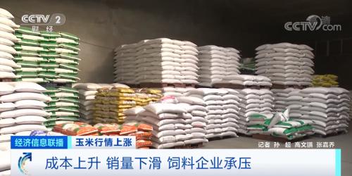 猪饲料均价多少钱一吨？饲料玉米价格是多少？
