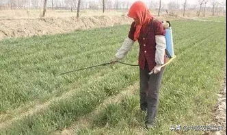 小麦除草剂的Zui佳施用窗口