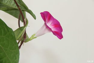 喇叭花与人生的相似之处