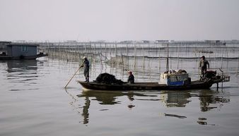 湖泊围栏养蟹技术，一种利用围栏在湖泊中养殖螃蟹的方法