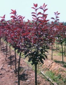 生长环境和习性：红叶李和紫叶李喜欢啥样的家？