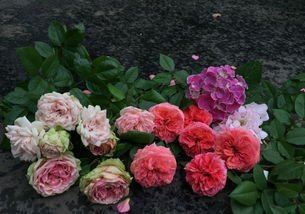 月季裸根苗种植心得