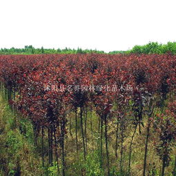 冬季园林苗木常见病虫害及防治措施