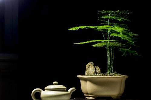 植物黄叶落叶急救法