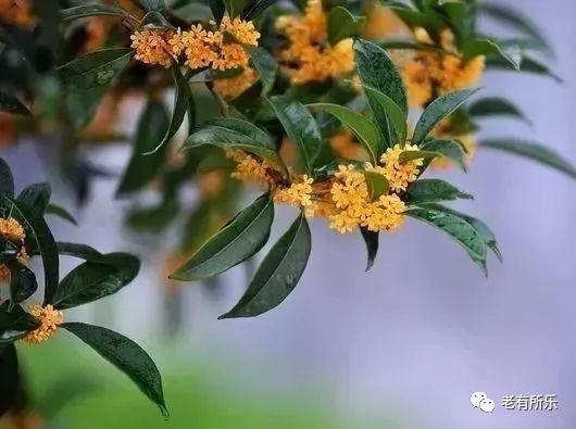 桂花树有什么用途？这些好处值得你了解