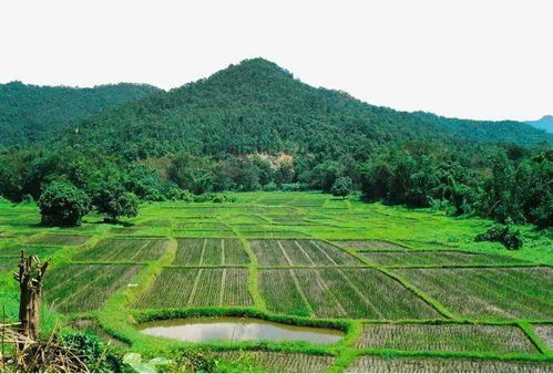 苗木人面对复耕政策的三大挑战