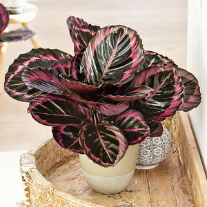 紫砂盘， 盘出花儿的五彩斑斓