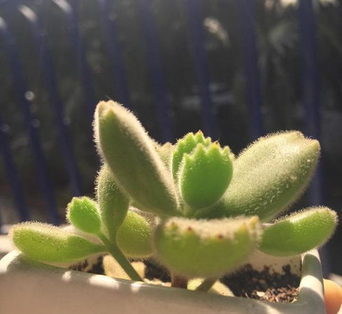 宽叶弹簧草休眠结束时间是什么时候