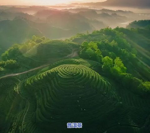 云南的茶叶与花卉