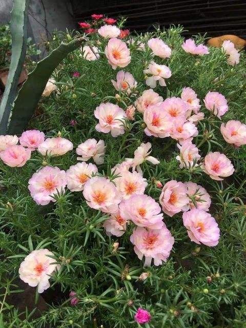 耐阴又美丽的木槿花