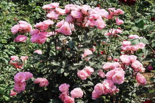 五、紫薇：耐盐碱，花开如云