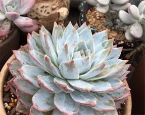 步：观察颜色变化