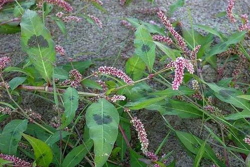 想看天麻植株图片？这里有超清晰实物照片