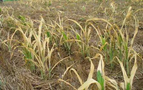 除草剂， 如何选择