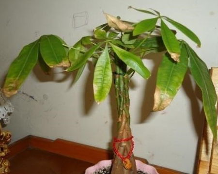 熊掌木室内养护全攻略：如何避免黄叶落叶