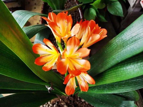 内涵丰富，君子兰的象征意义