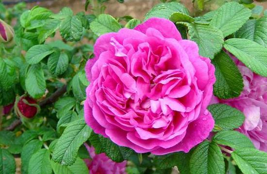 如何延长丰花玫瑰的开花时间？