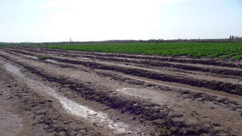 观赏草的应用价值