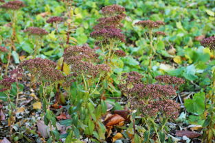 长春李阿姨的教训：防虫可不嫩乱用漆！