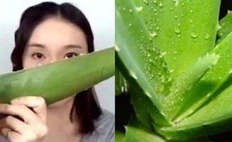 新鲜芦荟直接涂脸，美容效果真的好吗