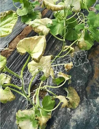 农药的烦恼：药害问题从何而来？