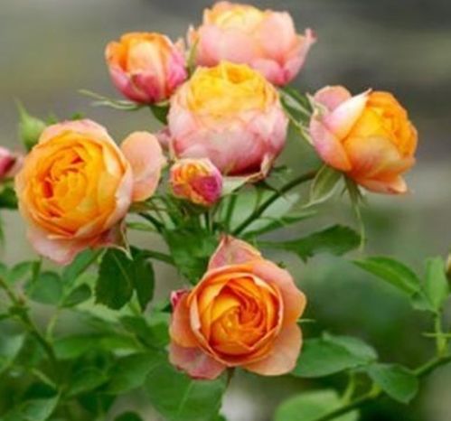 月季花朵的美艳展现