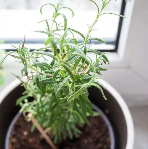 广州阿婆的“香塔”种法