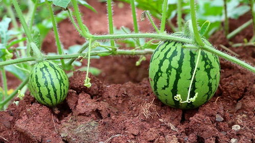 肥料选择， 有讲究