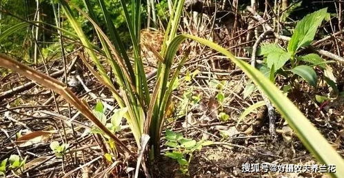 竹花种植要点是什么才能保证长苗
