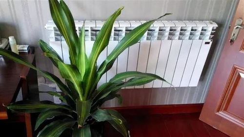 杂草的利用：观察土壤湿度