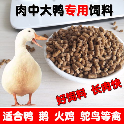火鸡品种繁多，营养饲料对其生长和肉质影响显著