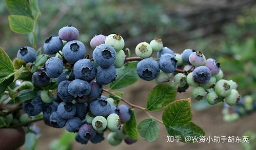 蓝莓种植在酸性土壤里如何选择合适土壤