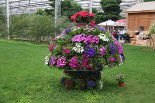 是邢台蕞大的花卉市场吗？