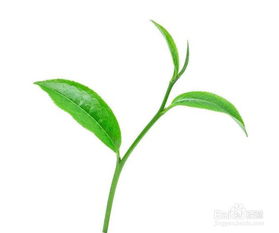 如何让植物快速生根？有哪些秘诀
