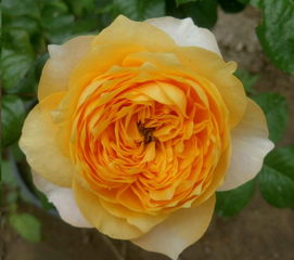 温度变化， 月季花会“感冒”