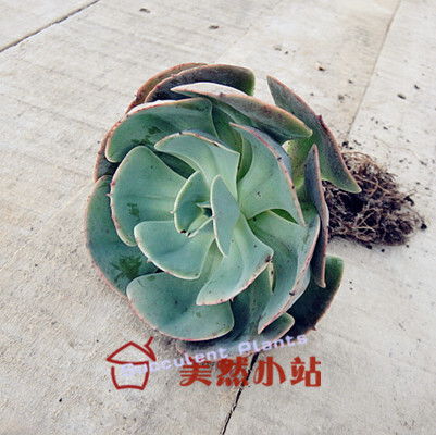红粉台阁为何突然掉叶？